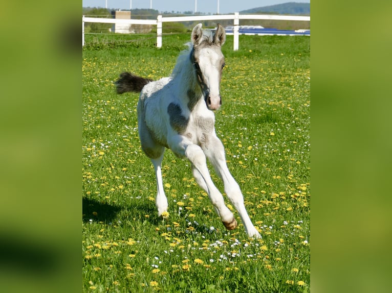Other Warmbloods Stallion  16,1 hh Pinto in Borgentreich