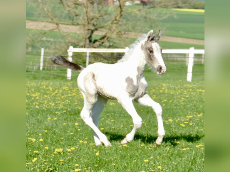 Other Warmbloods Stallion  16,1 hh Pinto in Borgentreich