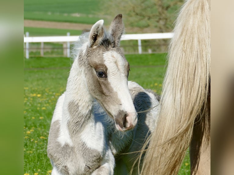 Other Warmbloods Stallion  16,1 hh Pinto in Borgentreich