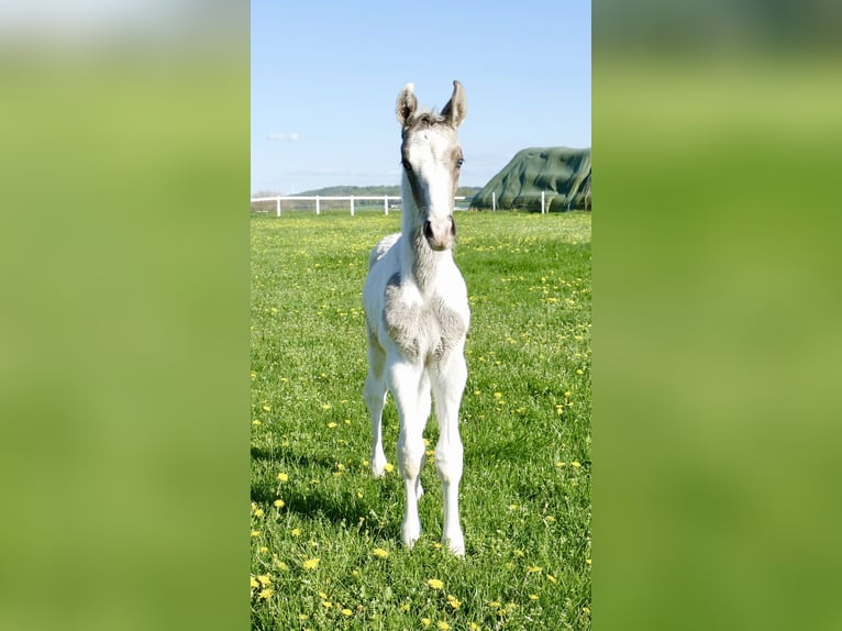Other Warmbloods Stallion  16,1 hh Pinto in Borgentreich