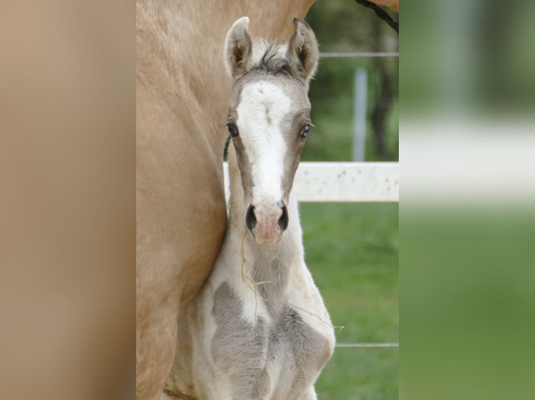 Other Warmbloods Stallion  16,1 hh Pinto in Borgentreich