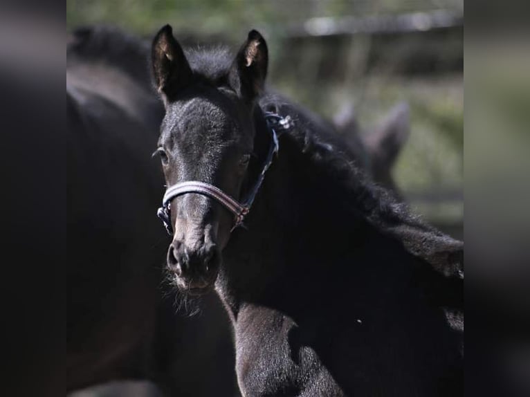 Other Warmbloods Stallion Foal (02/2026) 16.2 hh Black in Wittmund