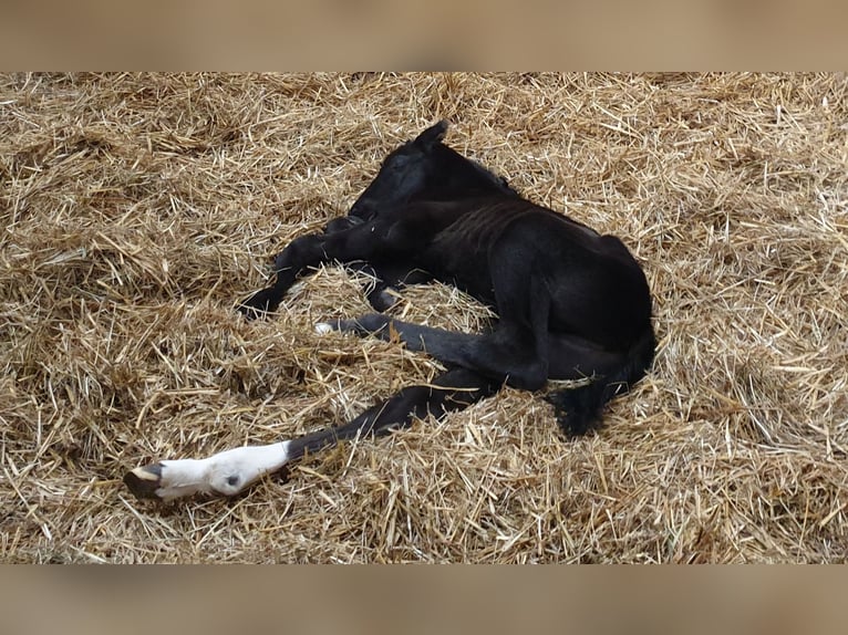 Other Warmbloods Stallion Foal (02/2026) 16.2 hh Black in Wittmund