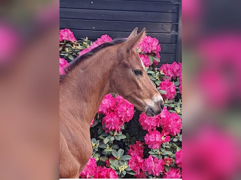 Other Warmbloods Stallion Foal (04/2024) 16,2 hh Brown in Salzwedel