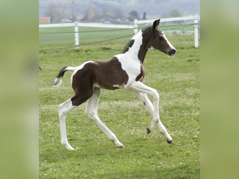 Other Warmbloods Stallion Foal (04/2026) 16.2 hh Pinto in Borgentreich