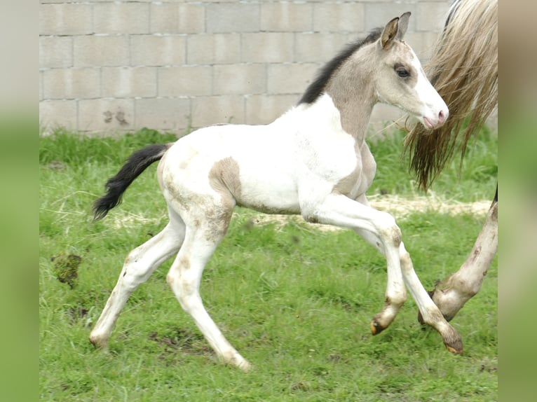 Other Warmbloods Stallion Foal (04/2024) 16,2 hh Pinto in Borgentreich