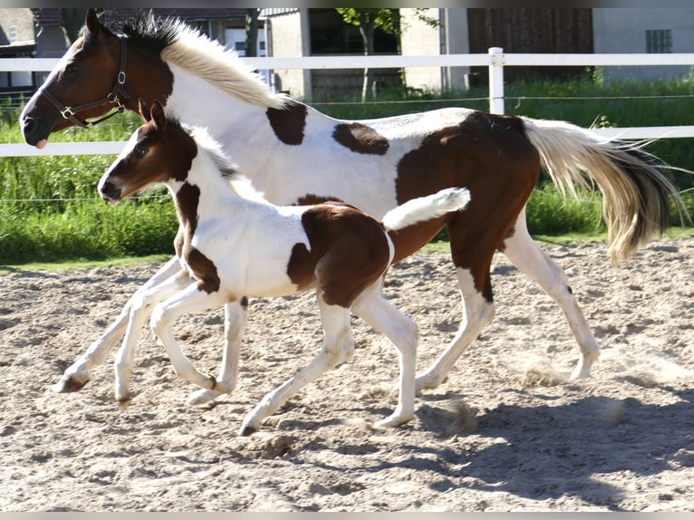 Other Warmbloods Stallion Foal (04/2024) 16,2 hh Pinto in Borgentreich