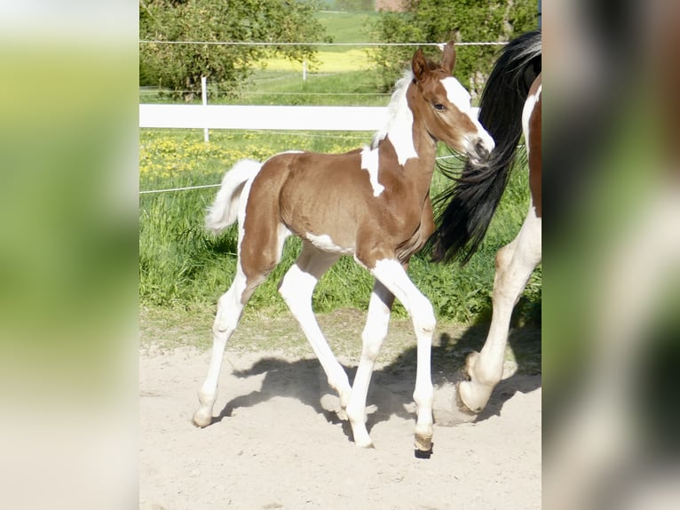 Other Warmbloods Stallion Foal (04/2026) 16.2 hh Pinto in Borgentreich
