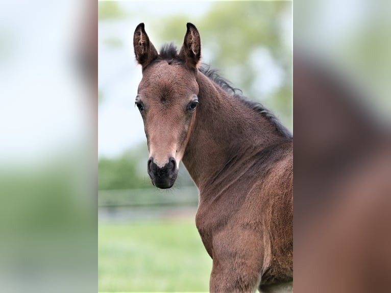 Other Warmbloods Stallion Foal (05/2026) 16.2 hh Smoky-Black in Wittmund