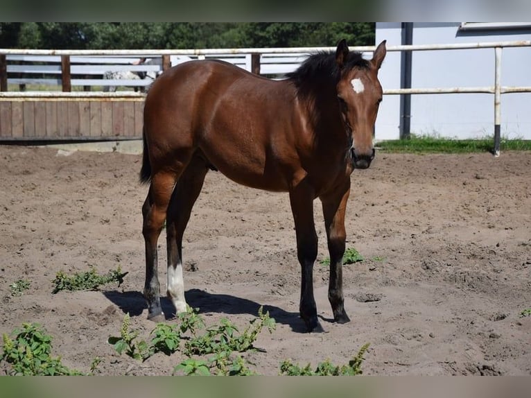 Other Warmbloods Mix Stallion Foal (04/2023) 16 hh Brown in Chełmno