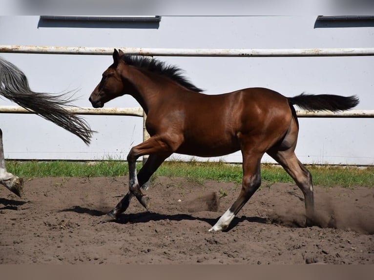 Other Warmbloods Mix Stallion Foal (04/2023) 16 hh Brown in Chełmno