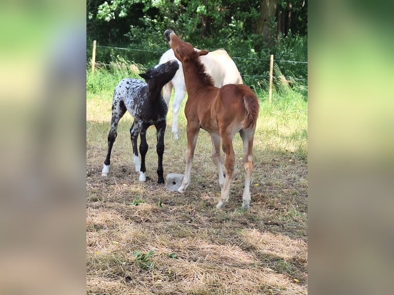Other Warmbloods Mix Stallion  16 hh Brown in Neustadt an der Orla