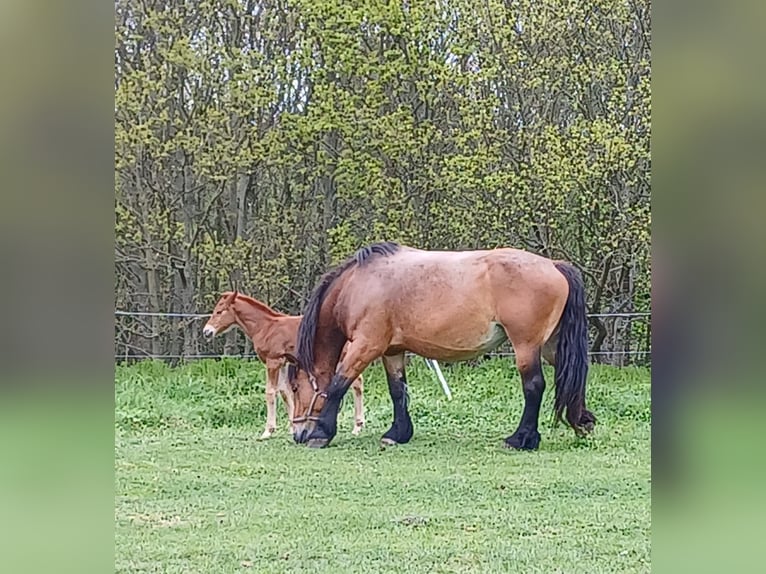 Other Warmbloods Mix Stallion  16 hh Brown in Neustadt an der Orla