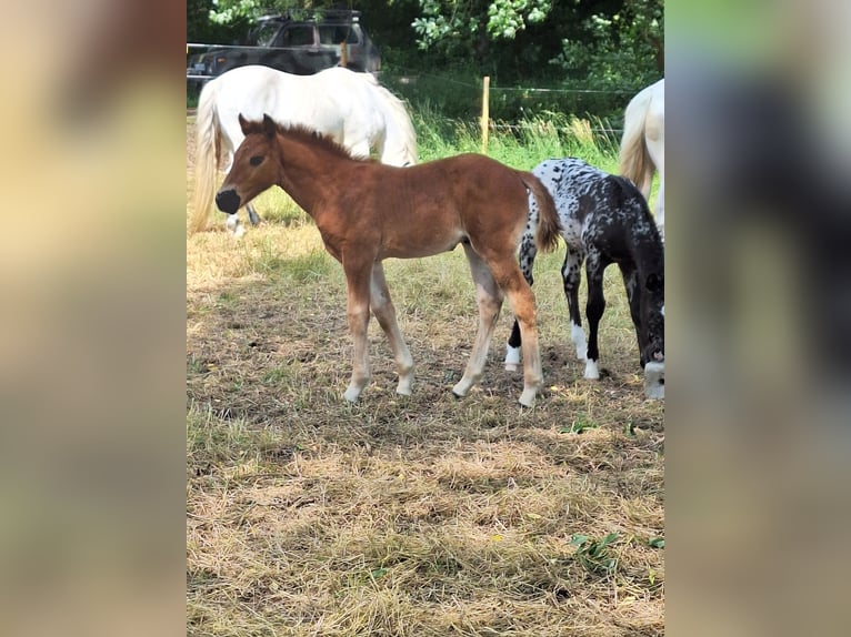 Other Warmbloods Mix Stallion  16 hh Brown in Neustadt an der Orla