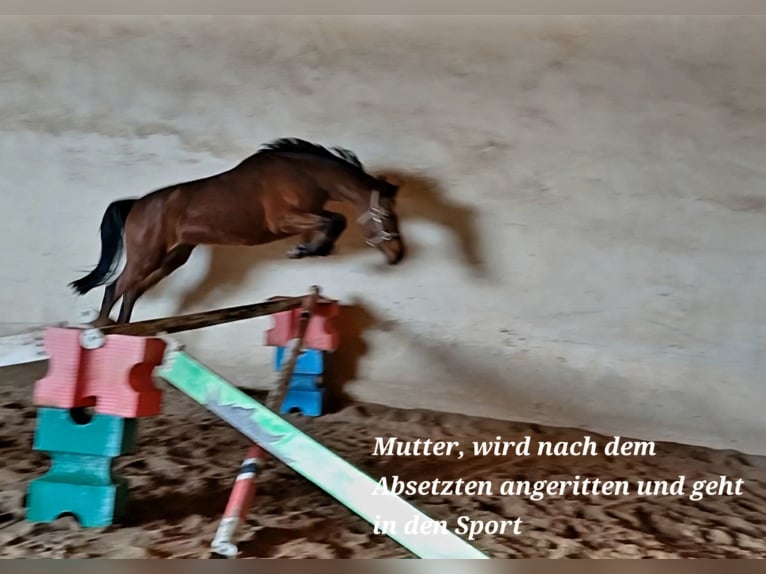 Other Warmbloods Stallion Foal (05/2025) 16 hh Brown in Stulln