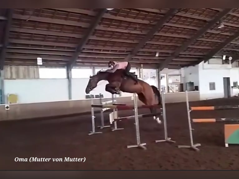 Other Warmbloods Stallion Foal (05/2025) 16 hh Brown in Stulln