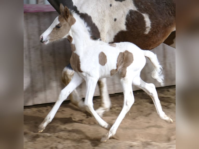 Other Warmbloods Stallion Foal (03/2023) 16 hh Pinto in Borgentreich