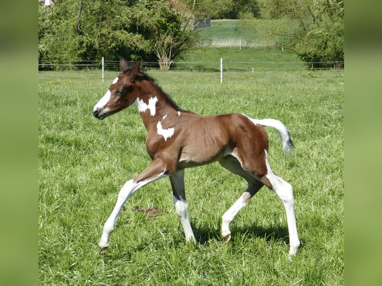 Other Warmbloods Stallion  16,1 hh Pinto in Borgentreich