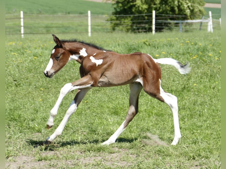 Other Warmbloods Stallion  16,1 hh Pinto in Borgentreich