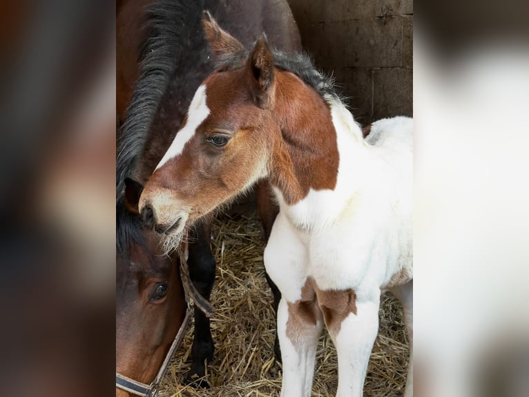 Other Warmbloods Stallion Foal (02/2026) 16,1 hh Pinto in Borgentreich