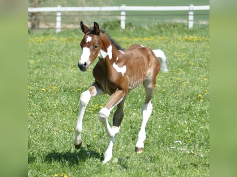 Other Warmbloods Stallion  16,1 hh Pinto in Borgentreich