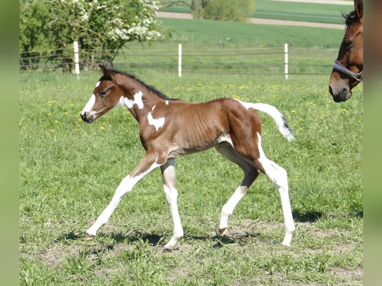 Other Warmbloods Stallion  16,1 hh Pinto in Borgentreich