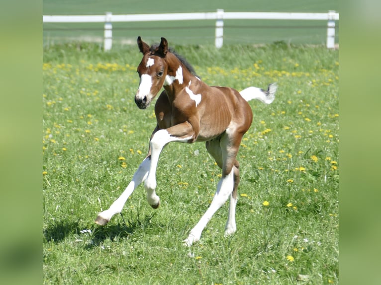 Other Warmbloods Stallion  16,1 hh Pinto in Borgentreich
