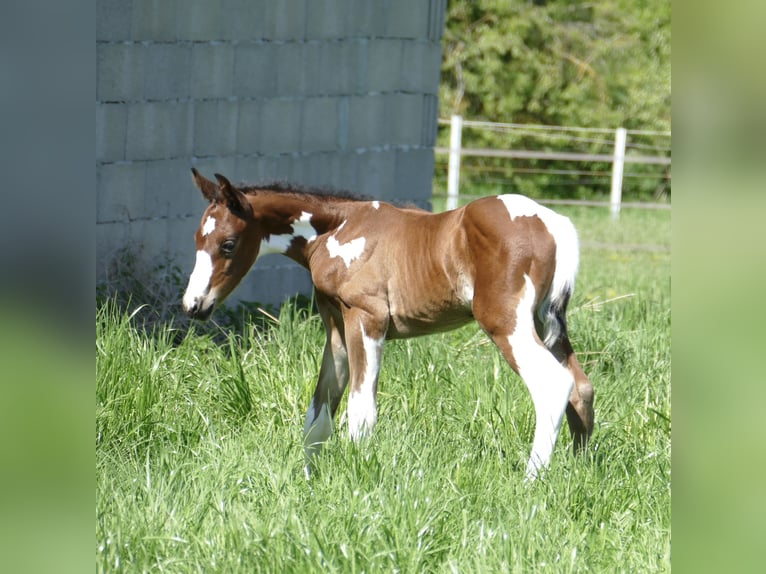 Other Warmbloods Stallion  16,1 hh Pinto in Borgentreich