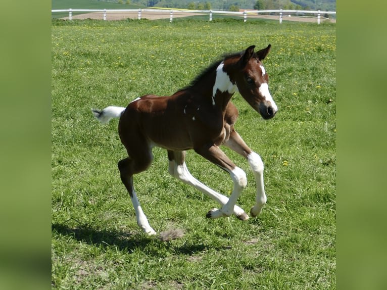 Other Warmbloods Stallion  16,1 hh Pinto in Borgentreich