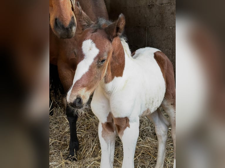 Other Warmbloods Stallion Foal (02/2026) 16,1 hh Pinto in Borgentreich