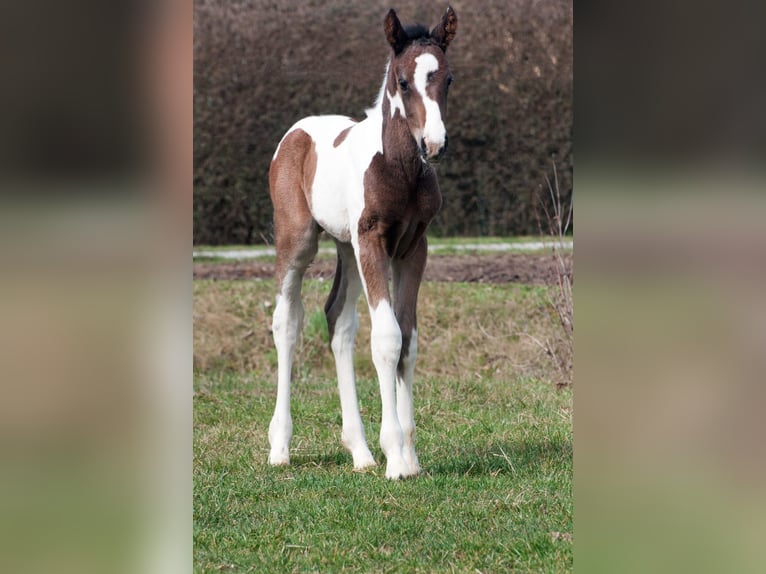 Other Warmbloods Stallion Foal (03/2025) 16,1 hh Pinto in Sieghartsreith