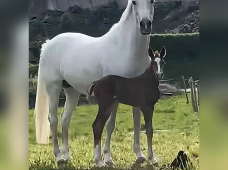 Other Warmbloods Stallion Foal (01/2025) 16,2 hh Chestnut-Red in Tistedal