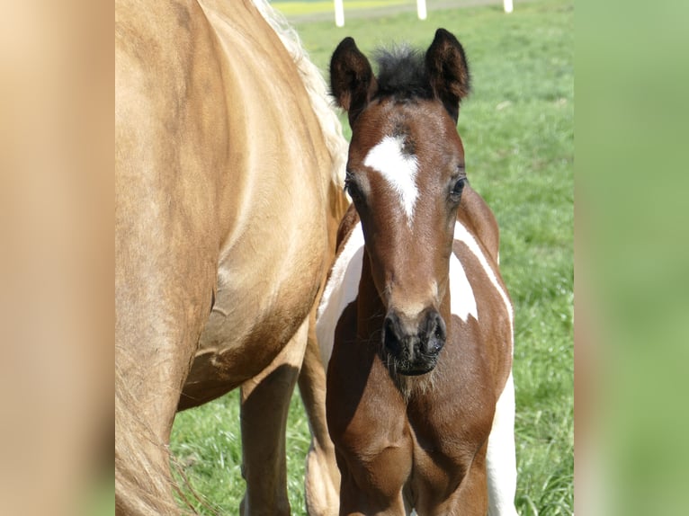 Other Warmbloods Stallion Foal (03/2026) 16,2 hh Pinto in Borgentreich