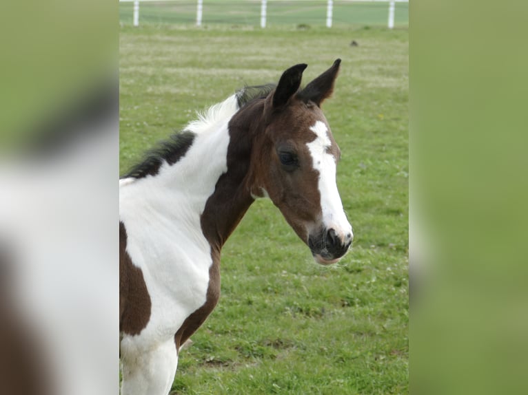 Other Warmbloods Stallion Foal (04/2026) 16,2 hh Pinto in Borgentreich