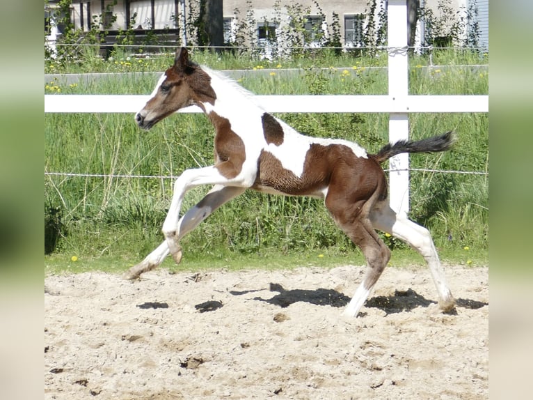 Other Warmbloods Stallion  16,2 hh Pinto in Borgentreich