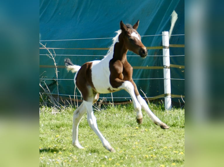 Other Warmbloods Stallion Foal (03/2026) 16,2 hh Pinto in Borgentreich