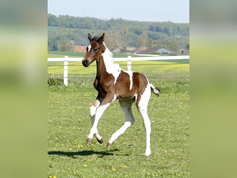 Other Warmbloods Stallion Foal (03/2026) 16,2 hh Pinto in Borgentreich