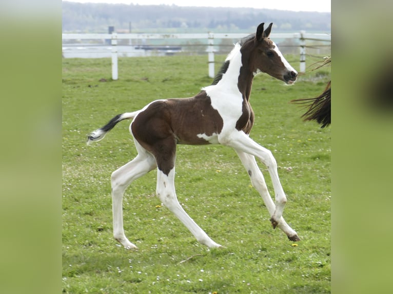 Other Warmbloods Stallion Foal (04/2026) 16,2 hh Pinto in Borgentreich