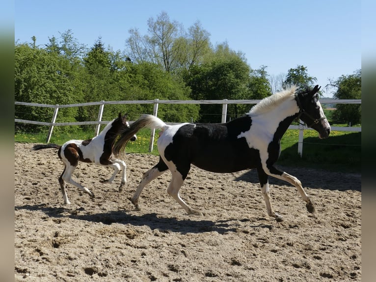 Other Warmbloods Stallion  16,2 hh Pinto in Borgentreich