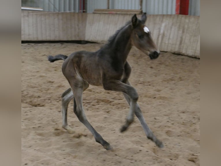 Other Warmbloods Stallion Foal (02/2026) 16,2 hh Smoky-Black in Borgentreich