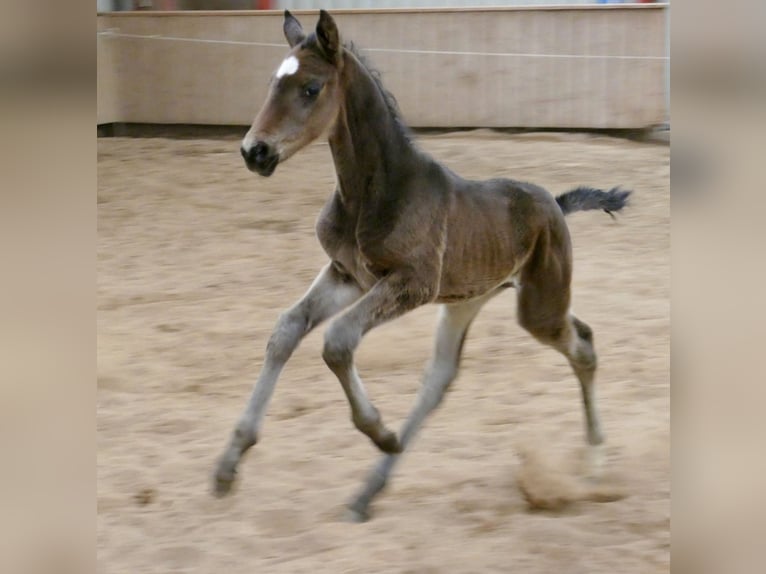 Other Warmbloods Stallion Foal (02/2026) 16,2 hh Smoky-Black in Borgentreich