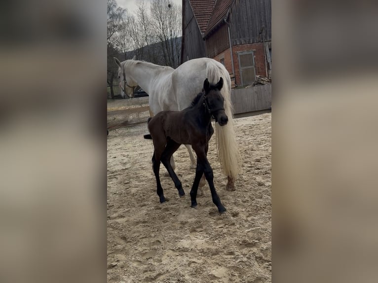 Other Warmbloods Stallion Foal (03/2026) Bay-Dark in Heubach