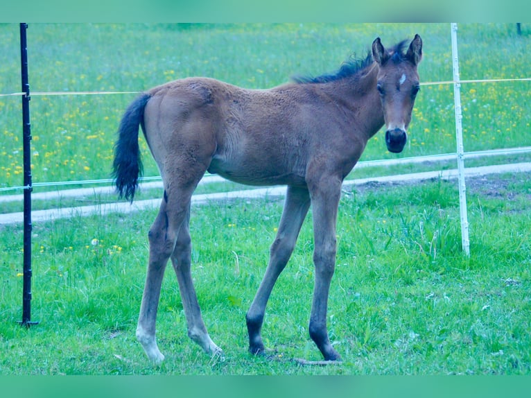 Other Warmbloods Stallion  Brown in Schadneramt