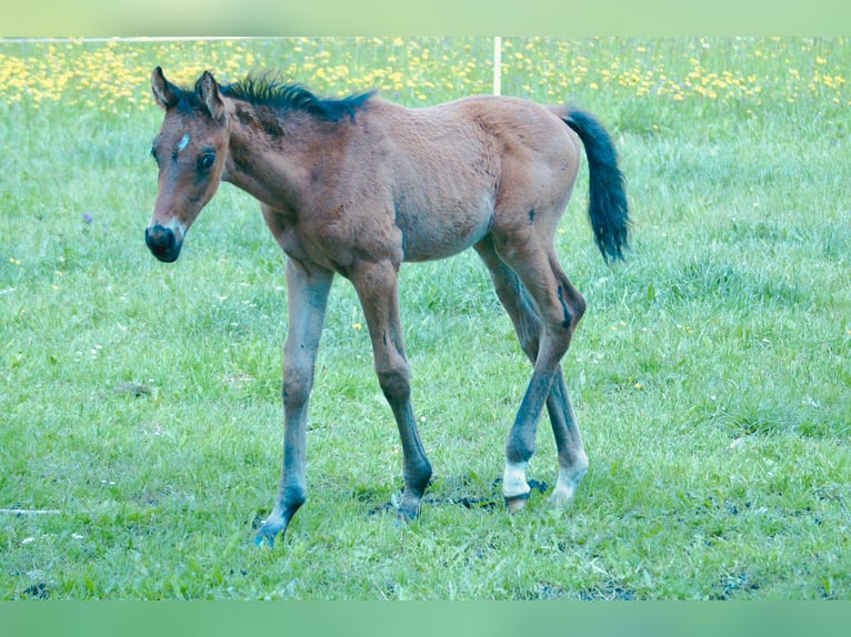 Other Warmbloods Stallion  Brown in Schadneramt