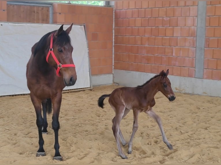 Other Warmbloods Stallion Foal (04/2024) Brown in Lage