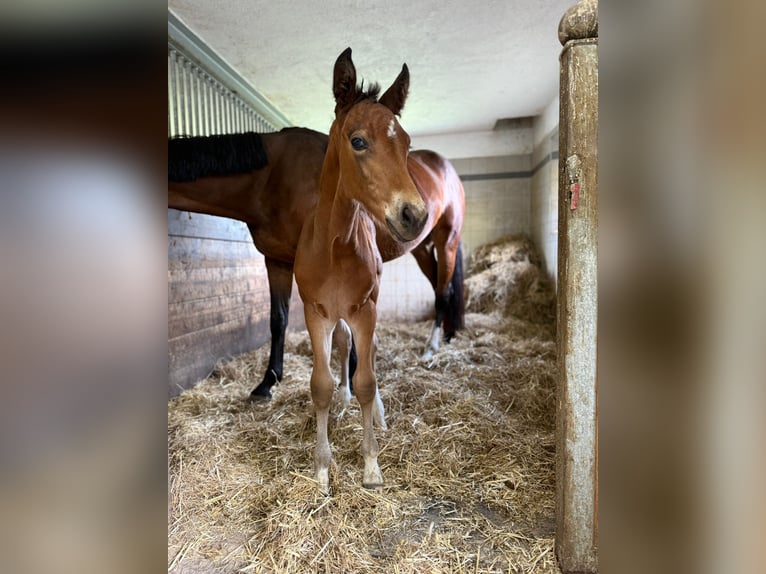 Other Warmbloods Mix Stallion  Brown in St Koloman