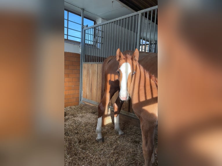 Other Warmbloods Stallion  Chestnut-Red in Haarbach