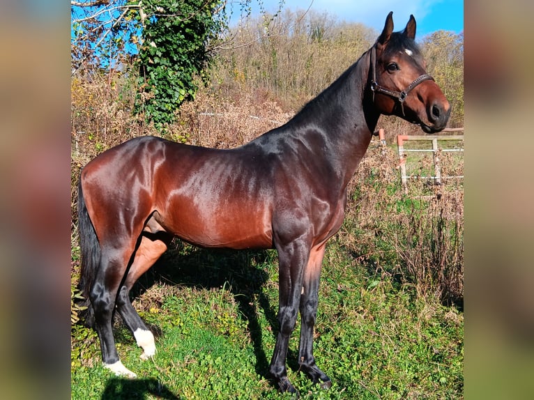 Other Warmbloods Stallion in Slivonja Jarek