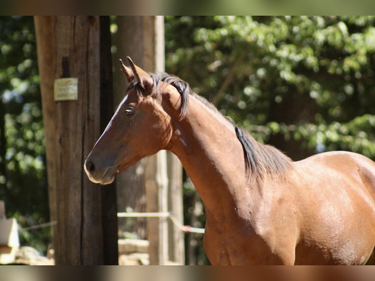 Other Warmbloods Mix Unknown 1 year  in Drosendorf