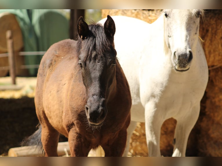 Other Warmbloods Mix Unknown 1 year  in Drosendorf